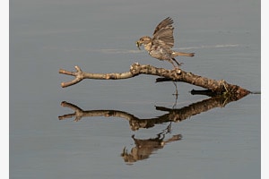 Spatz mit Futter