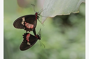 Schmetterlinge Schmetterlinge