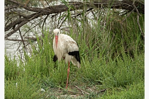 Storch