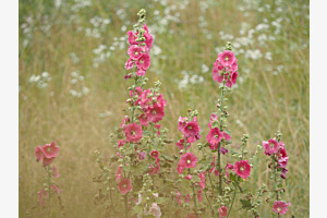Bauerngarten