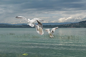 Im Flug Im Flug