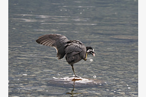 Blässhuhn