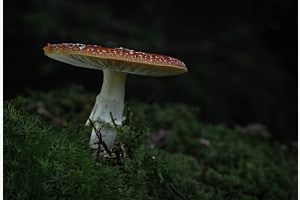 Fliegenpilz