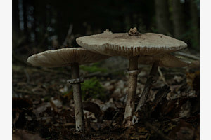 Herbst