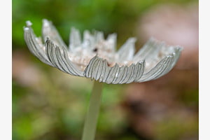 Blumenpilz Blumenpilz