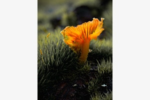 mushroom