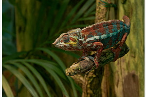 Camelion 