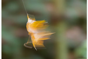 Unscharfes Blatt