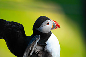 macareux moine en Norvège macareux moine en Norvège
