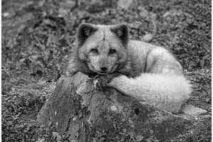 Polarfuchs