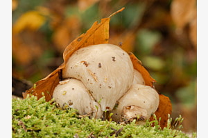 Pilze