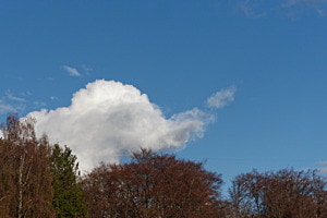 Elefant