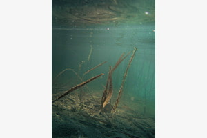 Aare