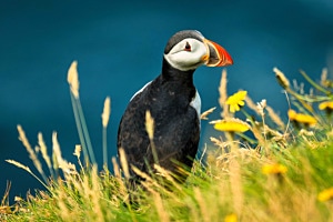 Papageitaucher in Island