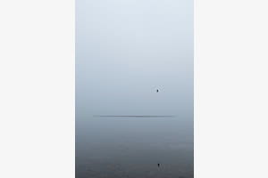 Der Vogel