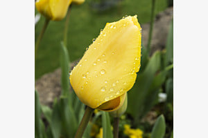 Nach dem Regen