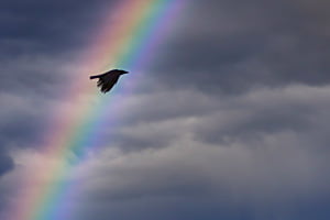 Superbird