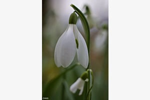 Perce-neige