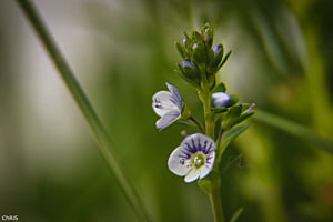 Petite fleur fragile