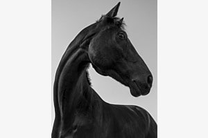 Pferdeportrait