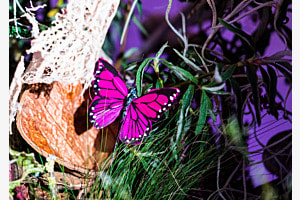 Photo Wonderland 3
