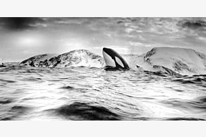 Orca beim Socializing Orca beim Socializing