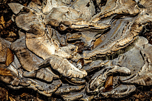 Riesenpilz Riesenpilz