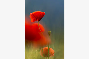 Florale Eleganz