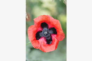 Mohnblume