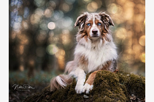 Magischer Waldspaziergang: Ein Hund im Bokeh-Zauber Magischer Waldspaziergang: Ein Hund im Bokeh-Zauber