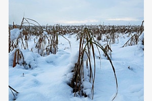 Psst! Die Natur im Winterschlaf
