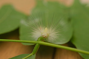 Calliteara Pudibunda Calliteara Pudibunda
