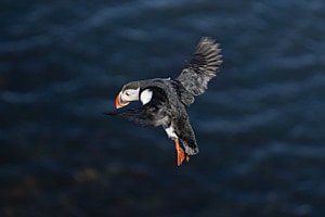 Puffin landing