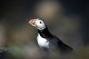 Iceland's cutest birds