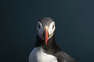 Puffin