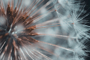 Pusteblume
