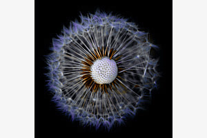 Pusteblume