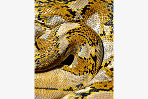 Netzpython Musterung