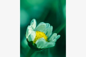 daisy
