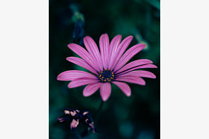 _Madeira Flowers_