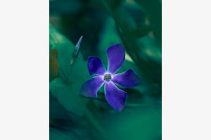 _Madeira Flowers_