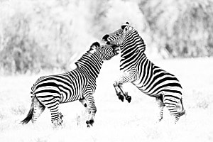Zebras im Okavango Zebras im Okavango