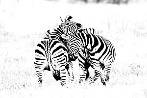 Zebras im Okavango 2 Zebras im Okavango 2