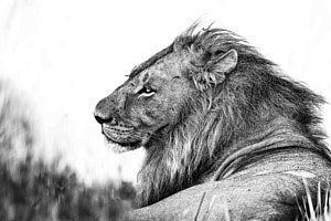 Lion King