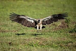 im Anflug