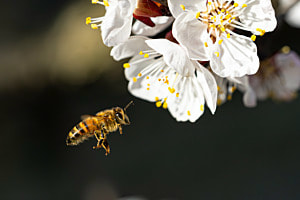 Biene im Anflug