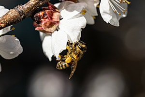Biene im Anflug