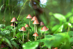 Morgenstunde im Wald Morgenstunde im Wald