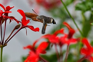 Blumen nach Blumen