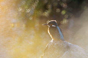Eisvogel im Sonnenuntergangslicht Eisvogel im Sonnenuntergangslicht